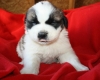 Super-Sweet-Saint-Bernard-Puppies-