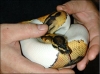 Very-healthy-and-cute-piebald-pythons-available