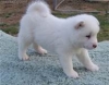 akita-puppies-for-a-home